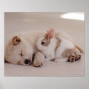 Suche nach welpen poster Baby