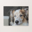 Suche nach australische hunde puzzle Tier