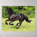 Suche nach friesian poster Bob sprache