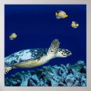 Suche nach sea life poster Meer