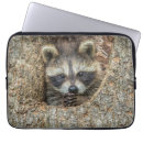 Recherche de ratons laveurs ordinateurs portables protections Faune