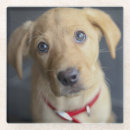 Suche nach welpen untersetzer Labrador retriever