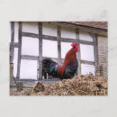 Recherche de poulailler cartes postales Coq