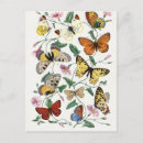 Recherche de histoire naturelle cartes postales Papillon