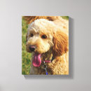 Recherche de goldendoodle art Chien