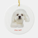 Suche nach bichons wohnen zuhause Hund