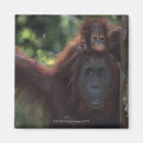Suche nach sorgfalt magnete Wild lebende tiere