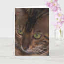 Suche nach bengalische katze karten Haustier