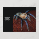 Suche nach tarantula postkarten Tarantel