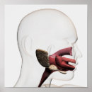 Recherche de anatomie de bouche posters Illustration