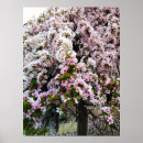 Suche nach magnolienbaum poster Blume