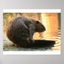 Suche nach biber poster Niedlich