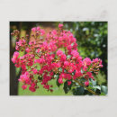 Recherche de crêpe cartes postales Myrte