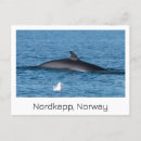 Recherche de norvege cartes postales Norge
