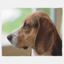 Suche nach jagdhund decken Beagle