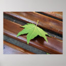 Suche nach fallblatt Braun