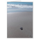 Recherche de bébé tortue cartes postales Nature