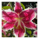 Suche nach rosa lilien poster Botanisch