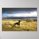 Suche nach weimaraner poster Blau
