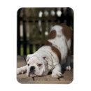 Suche nach englische bulldogge magnete Haustiere