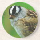 Recherche de moineau dessous de verres Photo d'oiseau