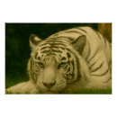 Recherche de tigres blancs posters Gros chat