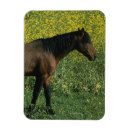 Recherche de mustang magnets Cheval