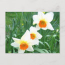 Suche nach narzissen für postkarten Frühling