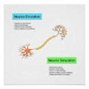Recherche de neurosciences posters Neurone