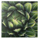 Recherche de tucson carreaux Succulent