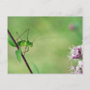 Recherche de cricket cartes postales Nature