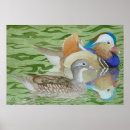 Suche nach mandarinen poster Aquarell