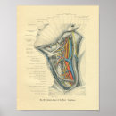 Suche nach hals poster Anatomie