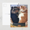 Suche nach katze und hund postkarten Haustier