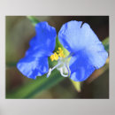 Suche nach witwen poster Blume