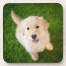 Recherche de marionnette dessous de verres Chien