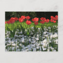 Suche nach rote tulpen postkarten Floral