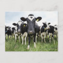 Recherche de humour vache cartes postales Nature