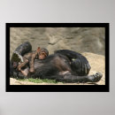 Recherche de chimpanzee posters Singes