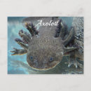 Recherche de animal mexicain cartes postales Axolotl