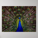 Recherche de paon fier art Coloré