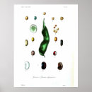 Recherche de haricot posters Légumes