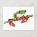 Recherche de traineau cartes postales Grenouille