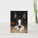 Suche nach trauriger welpe karten Entschuldigung