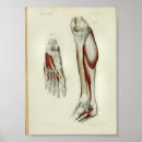 Suche nach beine poster Anatomie