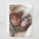 Suche nach tierfamilie karten Affe