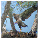Suche nach lustige vögel fliesen Vogel