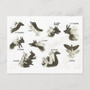 Recherche de chinoises cartes postales Français