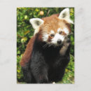 Suche nach roter panda postkarten Bär