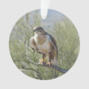 Suche nach falknerei ornamente Falke